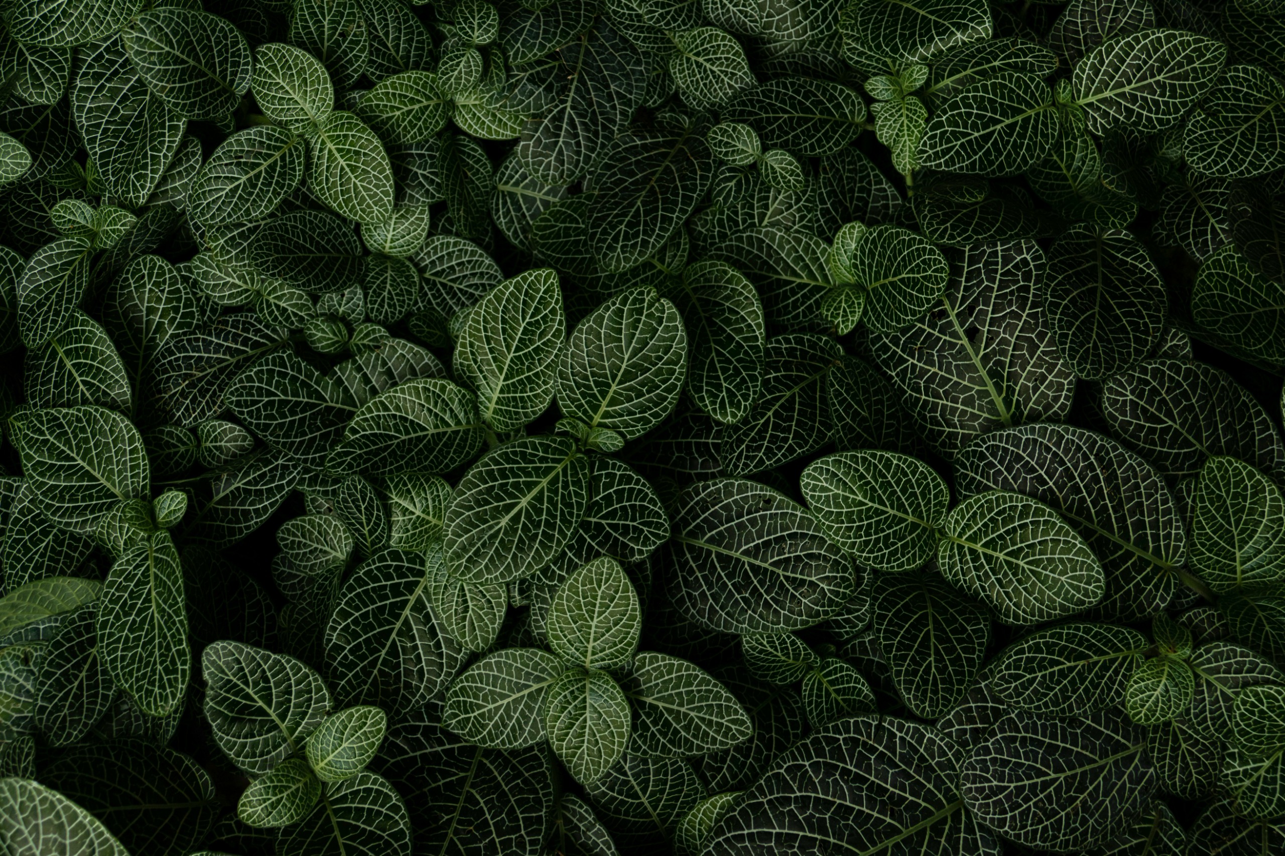 Green leaves pattern